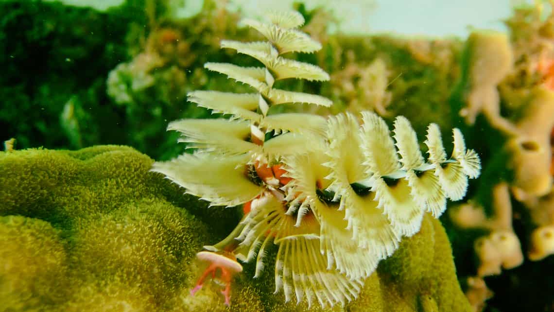 Coral suave en arrecife de la costa cienfueguera, Cuba
