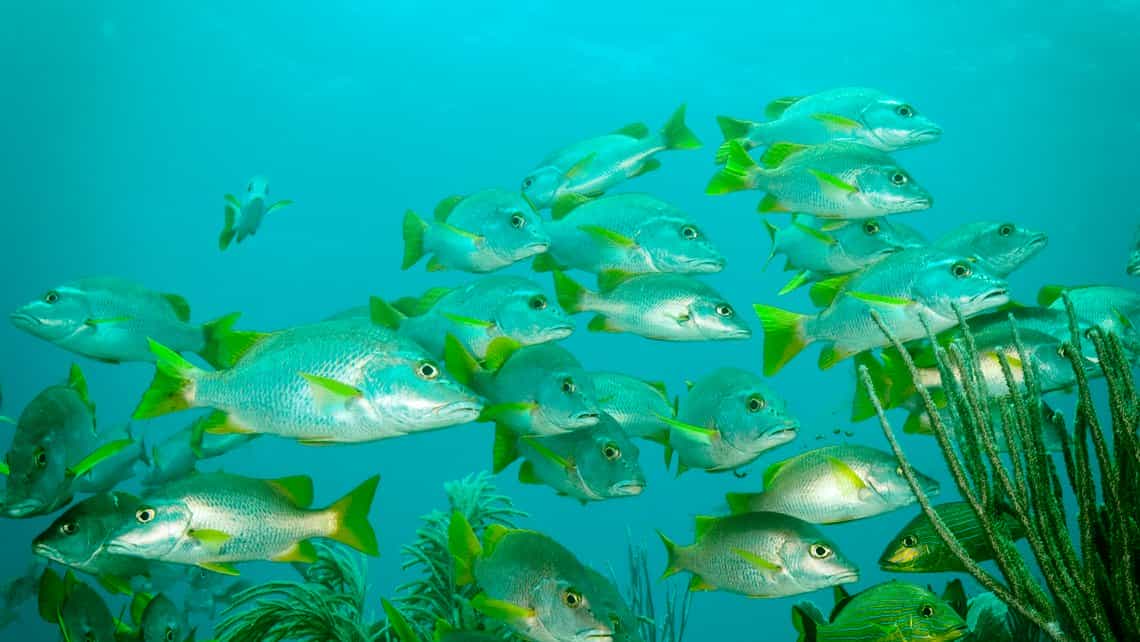 Cardumen de peces nada placidamente en las someras aguas del sur de Cuba
