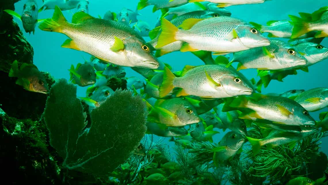 Peces, corales y esponjas en los fondos marinos de Cienfuegos