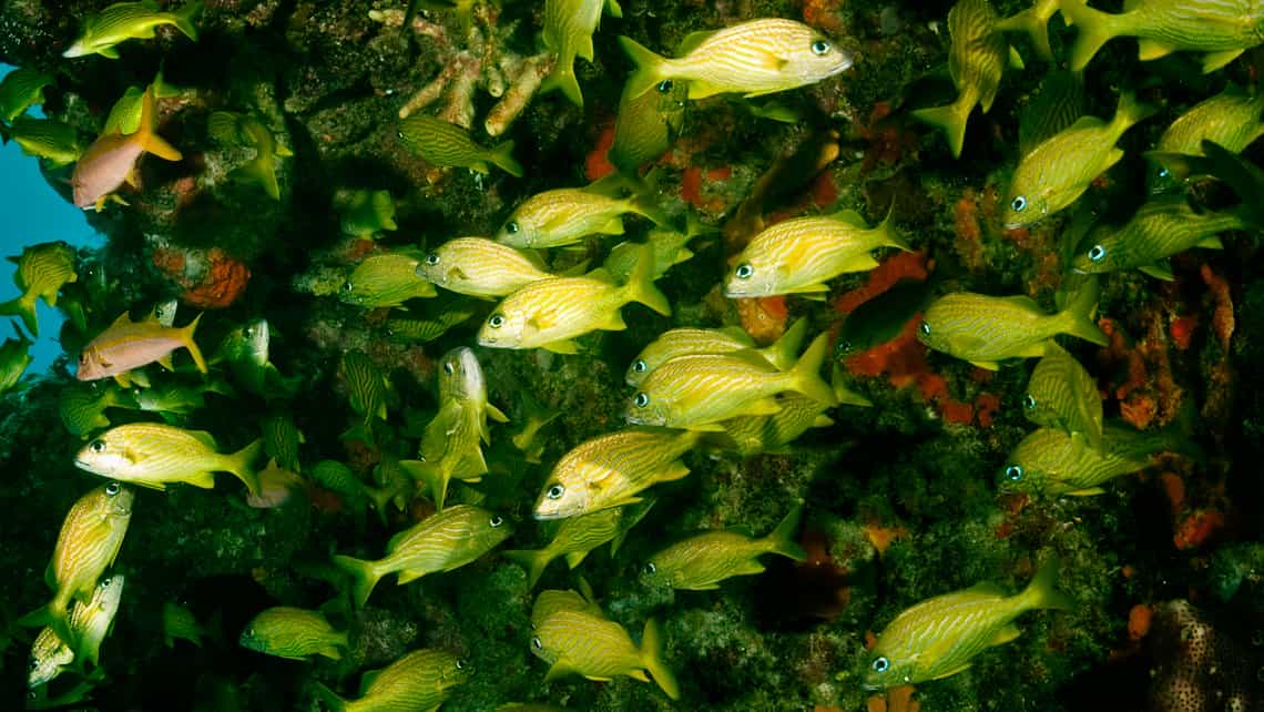 Peces nadan, al fondo pared de roca y coral