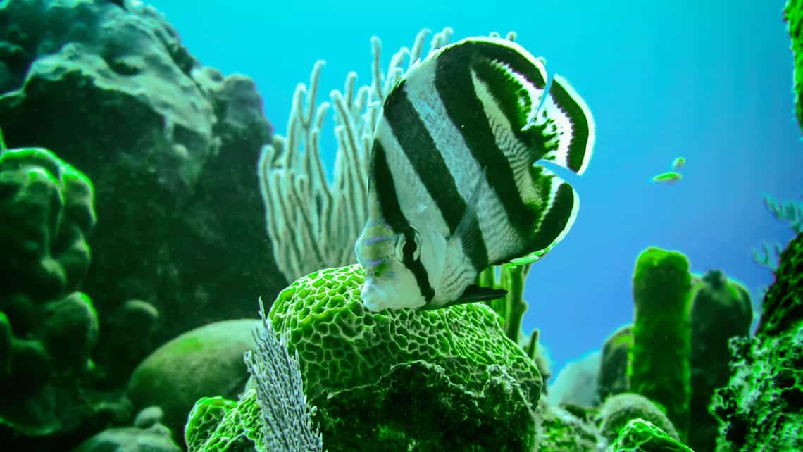 Pez multicolor se alimente en la superficie de una esponja en las aguas del Caribe cubano