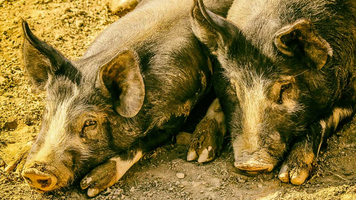 Cerdos cubanos descansando en su corral