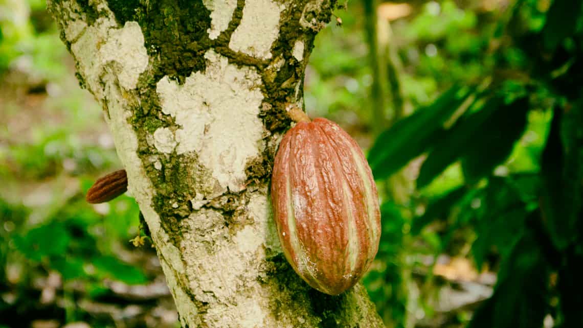 Plata de cacao en las serranias de Baracoa