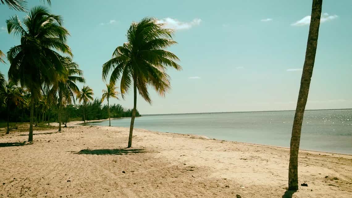 Isal de la Juventud, palmeras en las arenas de la playa el Colony