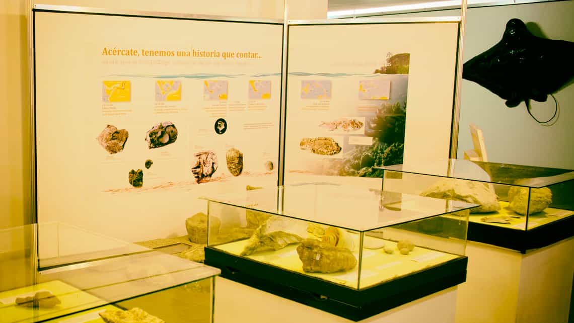 Caracoles, fosiles y otras criaturas marinas en exhibicion en el Museo Nacional de Historia Nacional de La Habana