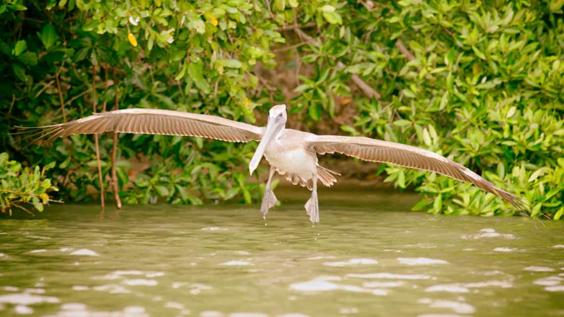 Pelicano planea sobre las aguas de la laguna de Guanaroca en Cienfuegos