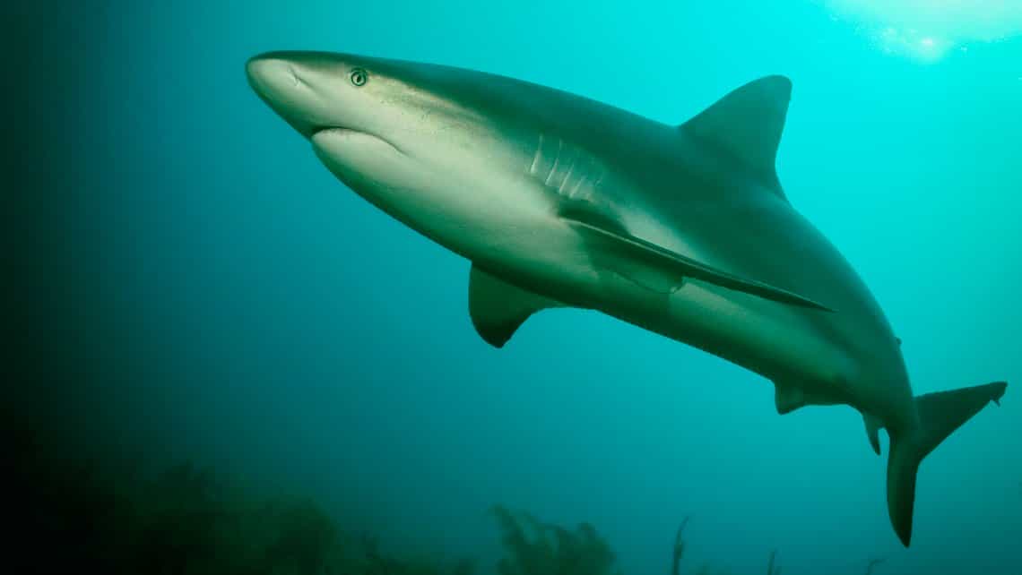 Tiburon merodea por las aguas de los Jardines de la Reina en El Peruano