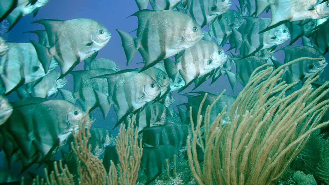 Peces recorren el sitio de buceo El Manglar en los Jardines de la Reina