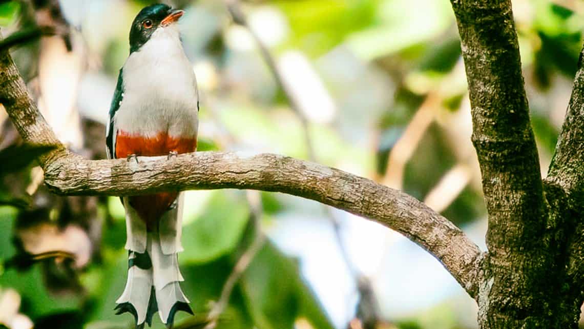 Tocororo, el ave nacional de Cuba, en el Parque Nacional Guanahacabibes