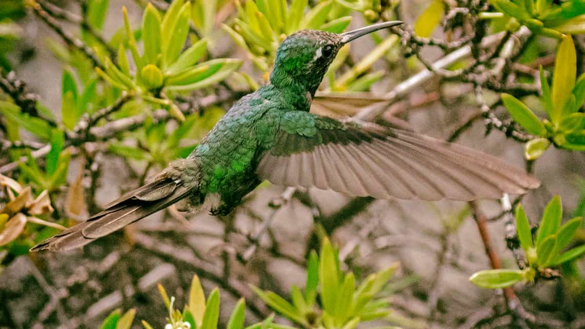 Zunzuncito, una de las muchas aves endemicas de Cunba que se puede avistar en el Parque Nacional Guanahacabibes