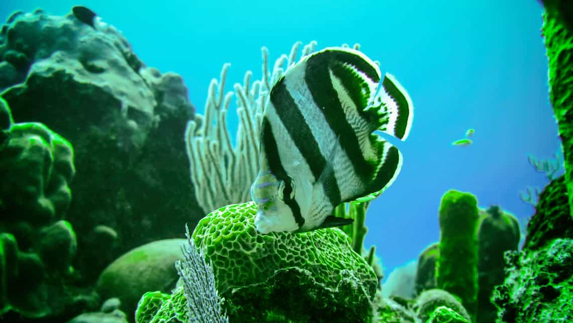 Parque Nacional Guanahacabibes, pez de vivos colores nada entre arrecifes coralinos