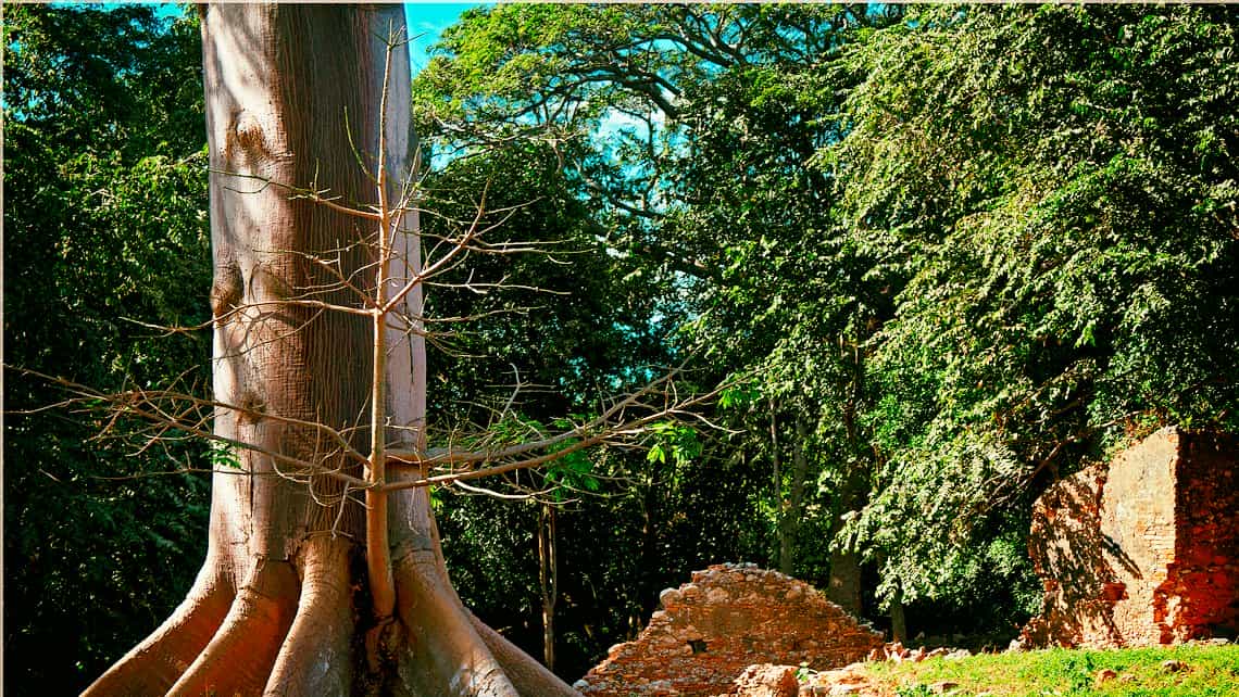 Ceiba crece entre las ruinas de la Hacienda San Isidro de los Destiladeros