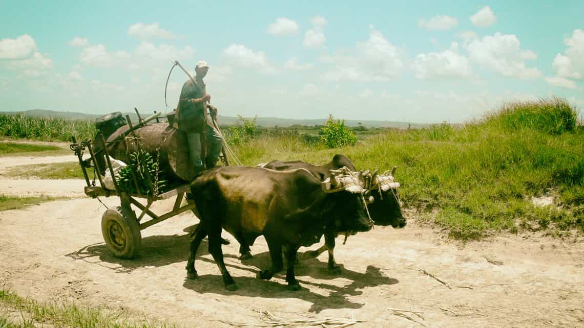 Campesino guia carreta tirada por bueyes entre campos de caña de azucar