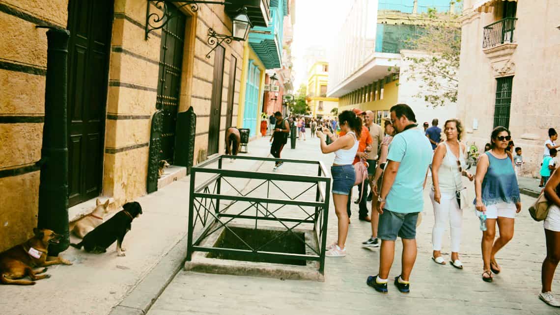 Turiostas toman fotos de perros callejeros en la Calle Obispo de La Habana Vieja