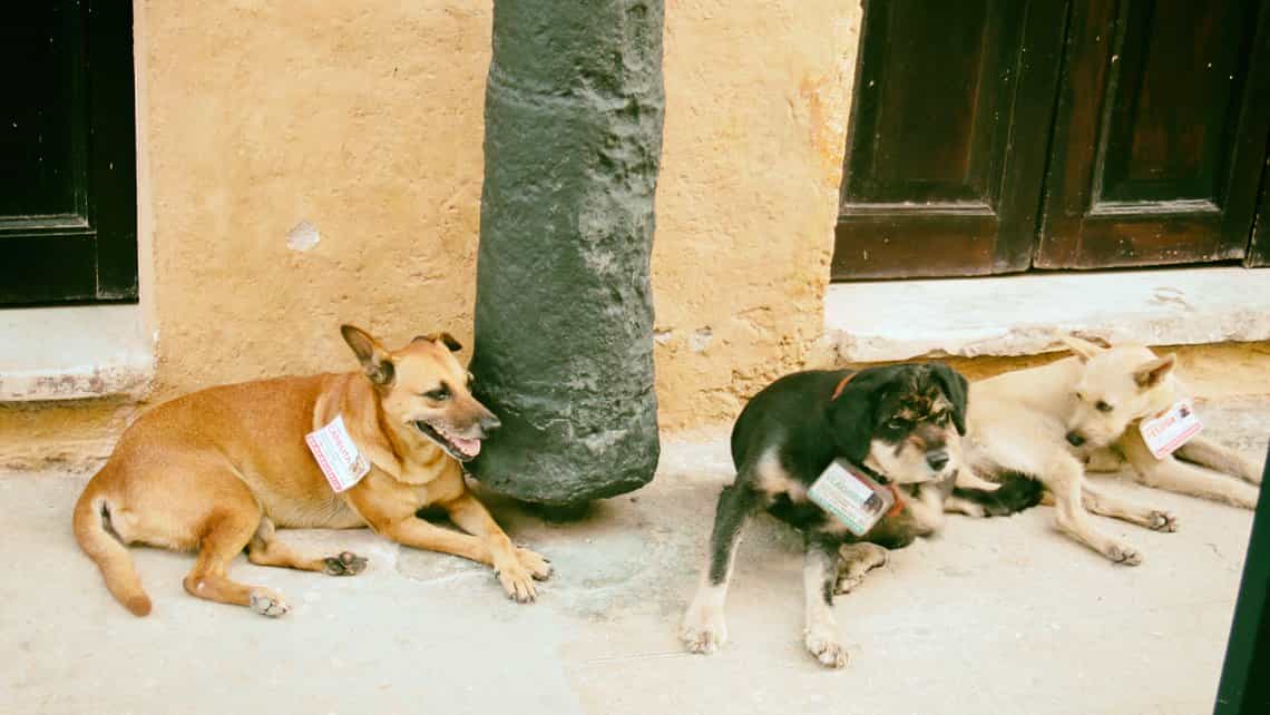 Los perritos 'Vladimir', 'Pelusa' y 'Aparicio' descansan en los alrededores de la Plaza de Armas de La Habana Vieja