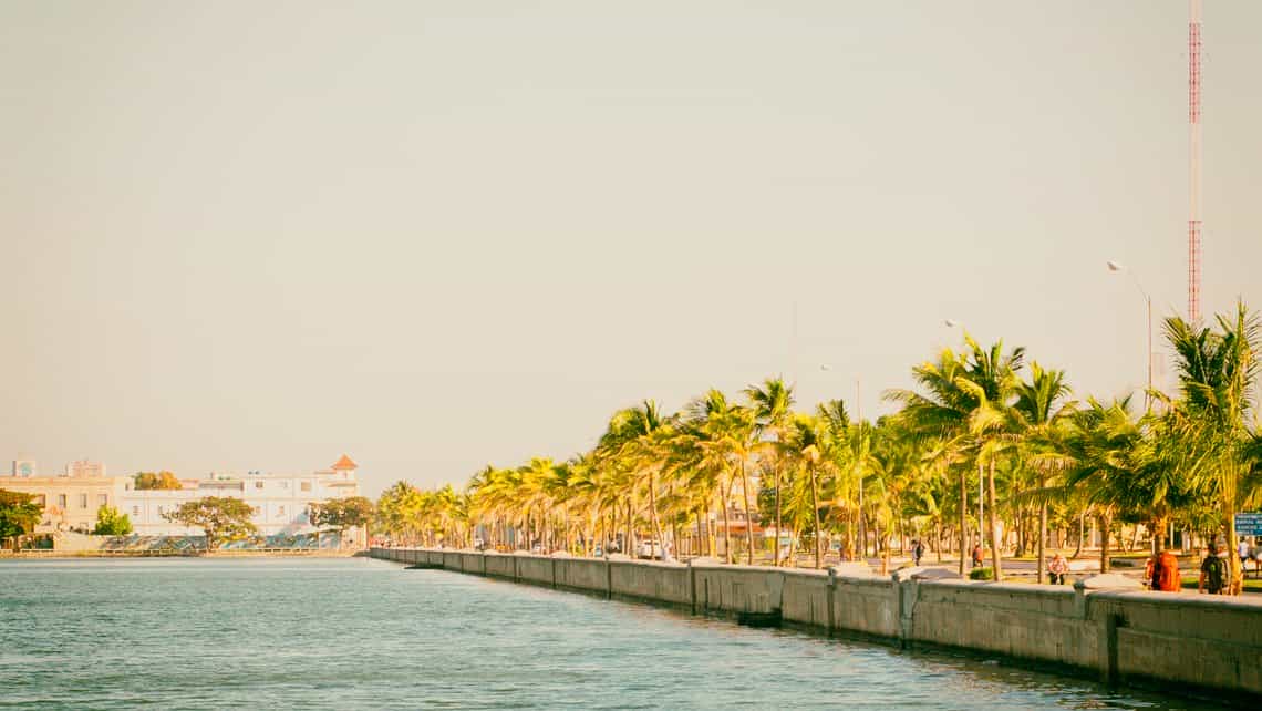 Cocoteros se alinean a todo los largo del Malecon de Cienfuegos