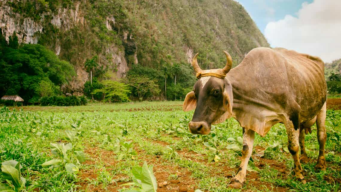 Vaca deambula por cembrado de tabaco en el Valle de Viñales