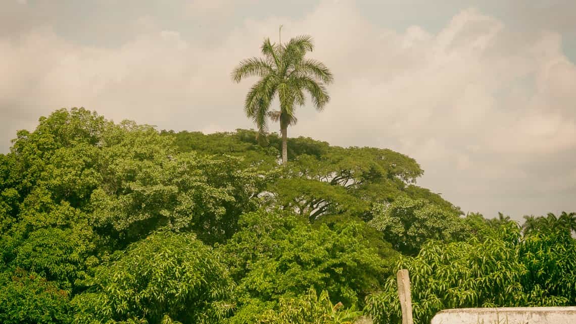 Palma Real despunta entre la vegetacion de los campos de Cuba en las cercanias de Placetas, Villa Clara