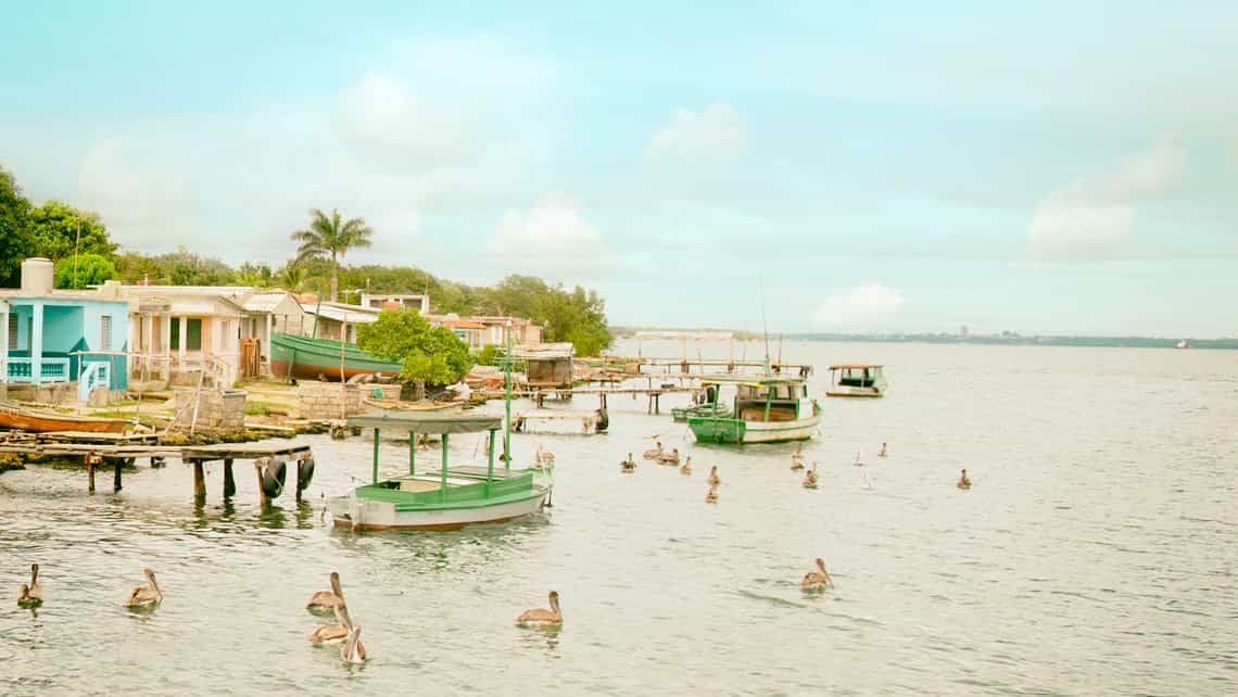 Pelicanos nadan lentamente en las aguas de la Bahia de Cienfuegos