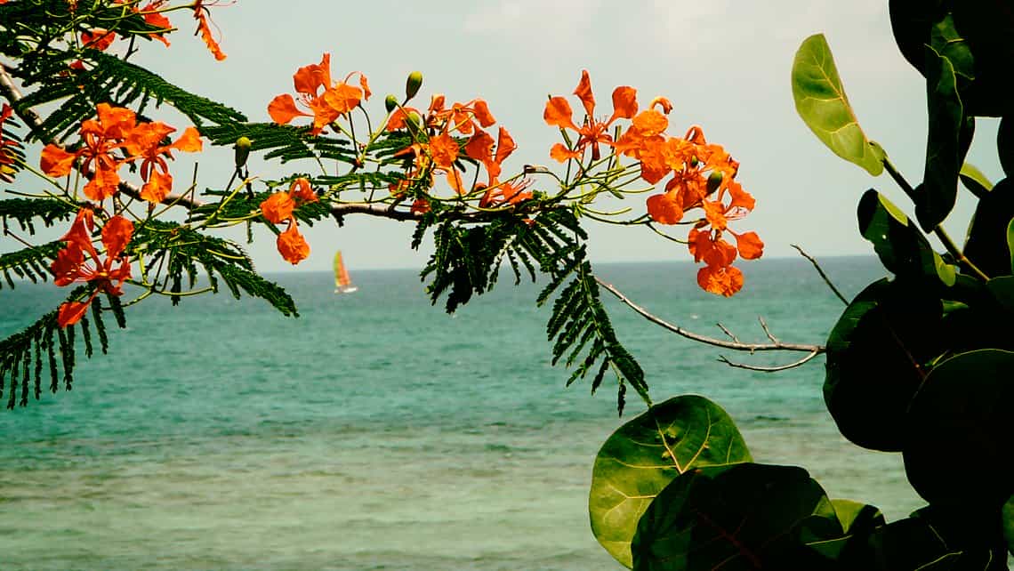 Flores de flamboyan y uva caleta en la Playa de Guardalavaca, al fondo el Oceano Atlantico