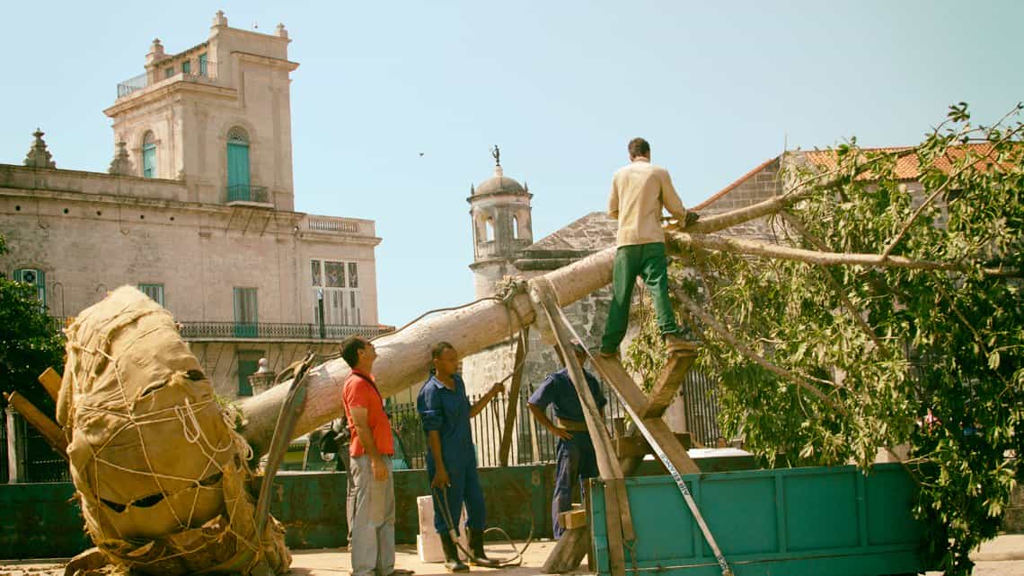 Operarios se preparan para plantar la nueva ceiba del Templete, al fondo La Giraldilla, simbolo de La Habana