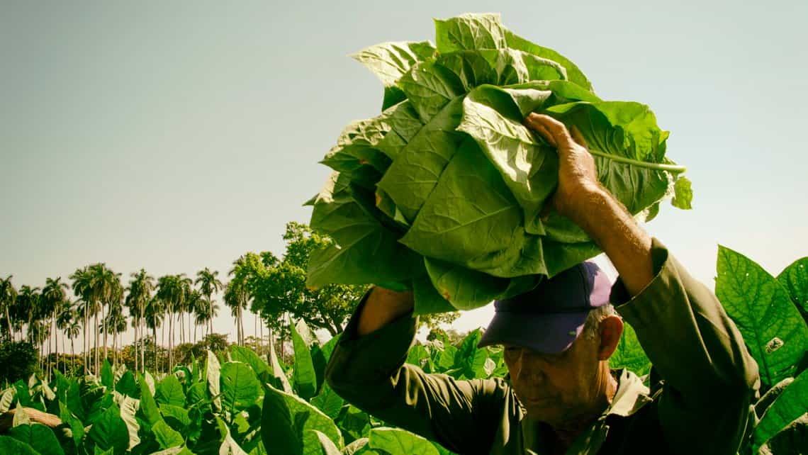 Campesino recoje hojas de tabaco en una de las plantaciones de Viñales, Pinar del Rio
