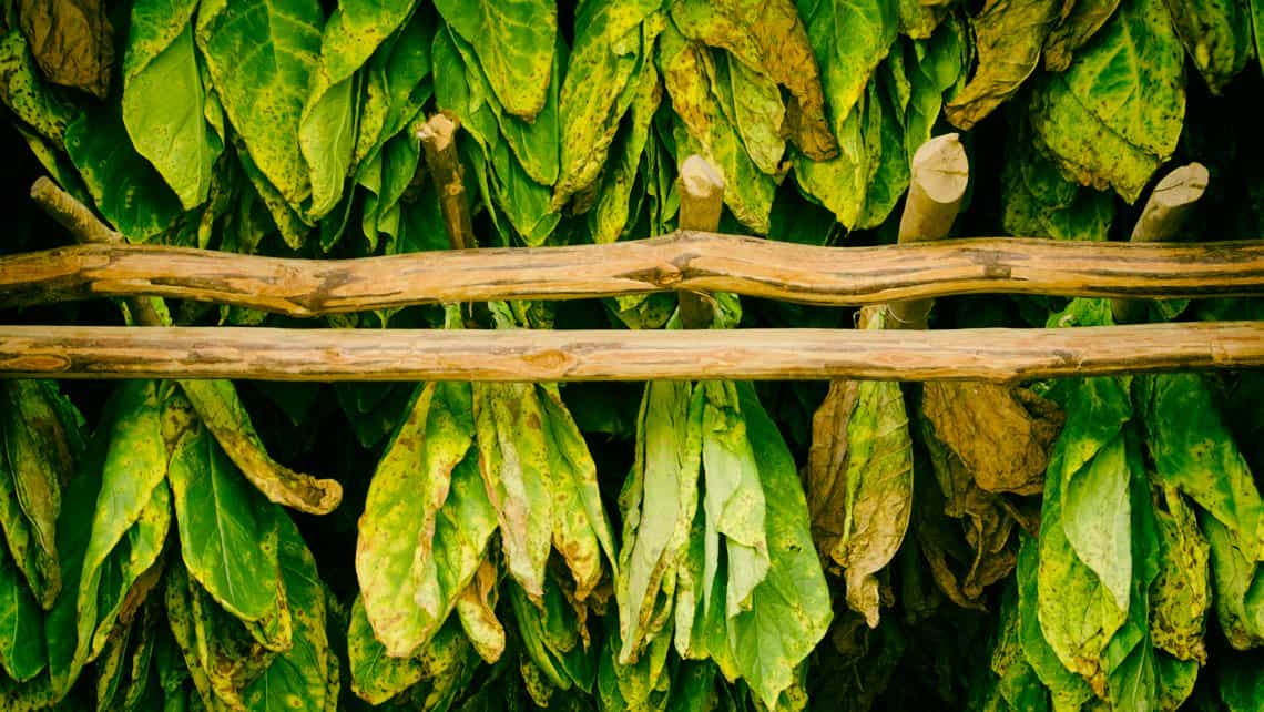 Hojas de tabaco en los 'cujes' de secado de una casa de tabaco en Viñales