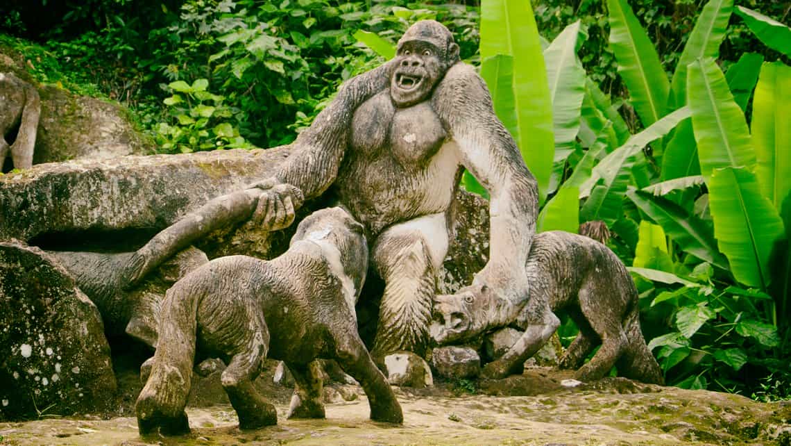 Gorila se defiende de ataque de lobos en el Zoologico de Piedra de Guantanamo