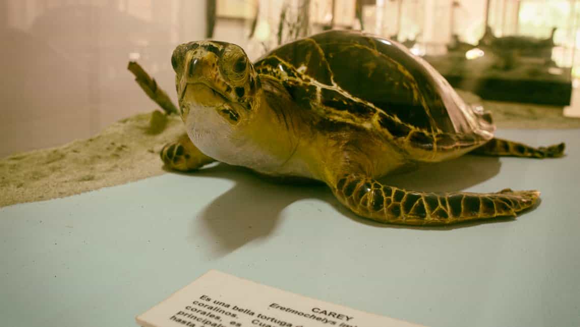 Carey, especie de tortuga marina en el Museo de Historia Natural