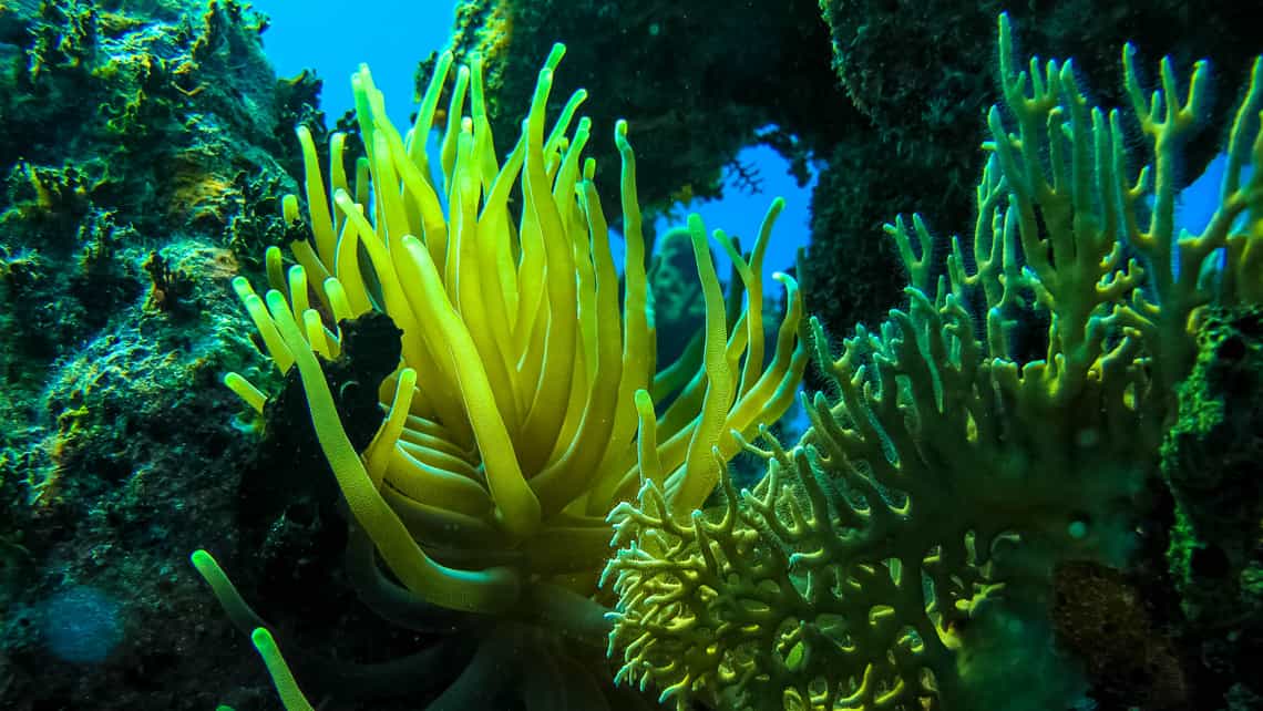 Corales y esponjas bajo agua en el archipielago cubano