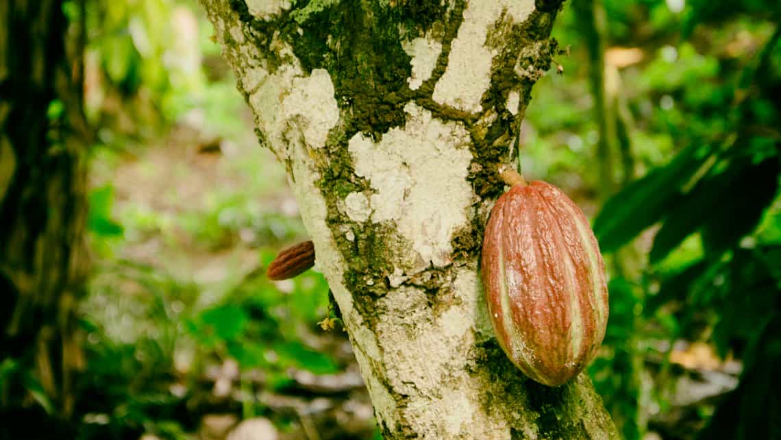 Arbol y fruta del cacao en las cercanias de Baracoa