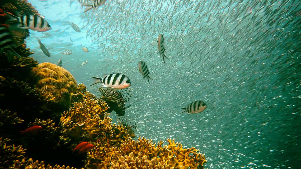 Cardumen de peces en arrecife coralino del Caribe