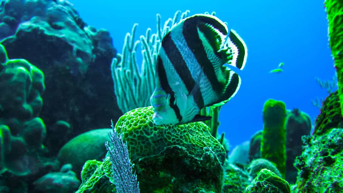 Pez se alimenta de coral en las aguas de los mares que rodean Cuba