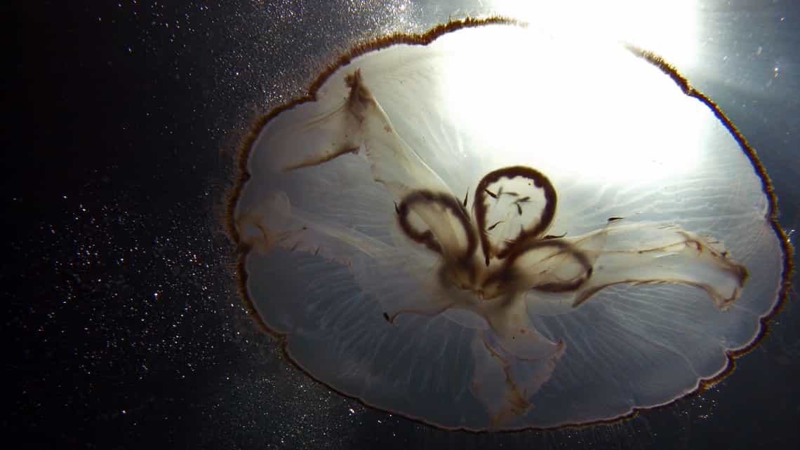 Anemona flota en la superficie del mar