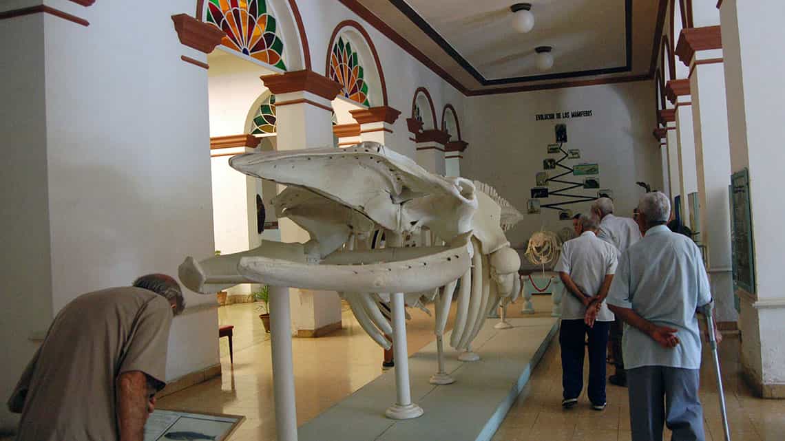 Esqueleto de ballena en exposicion en el Museo de Historia Natural de La Habana