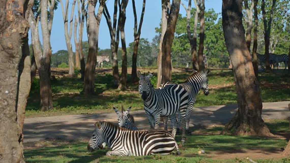 Zebras disfrutan la sombra en el Zoologico Nacional de Cuba