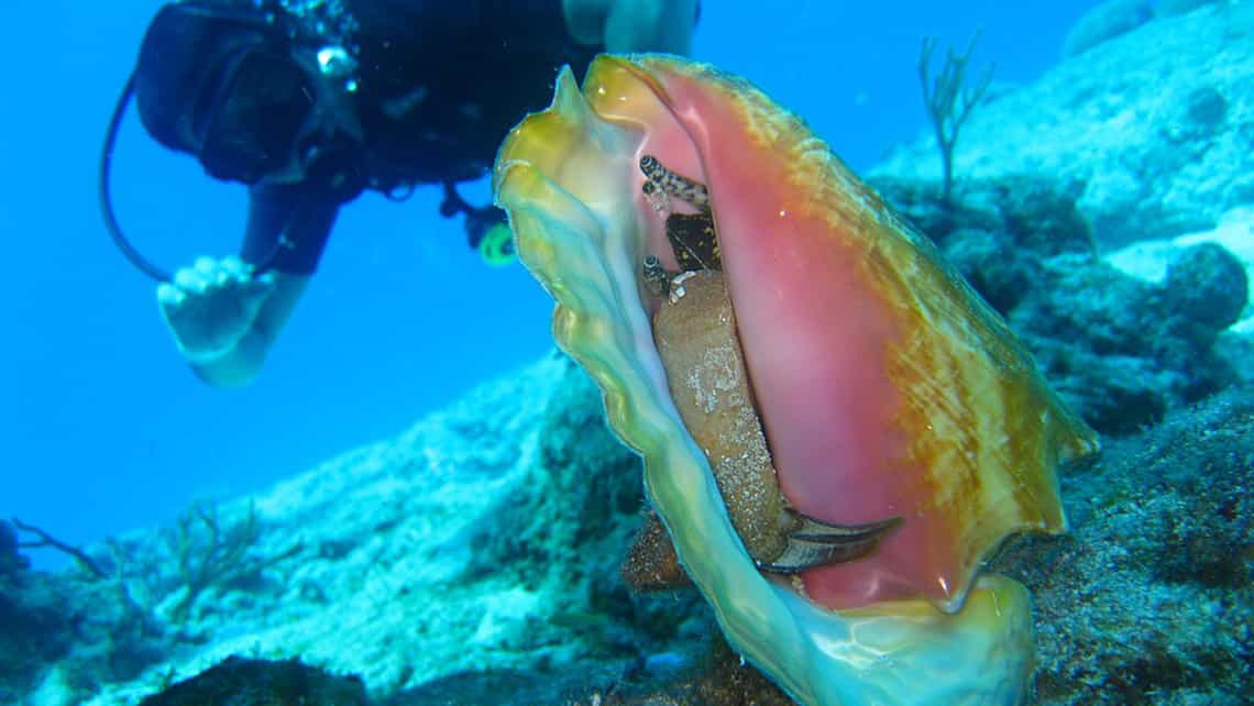 Hermoso gasteropodo marino abundante en la plataforma marina cubana