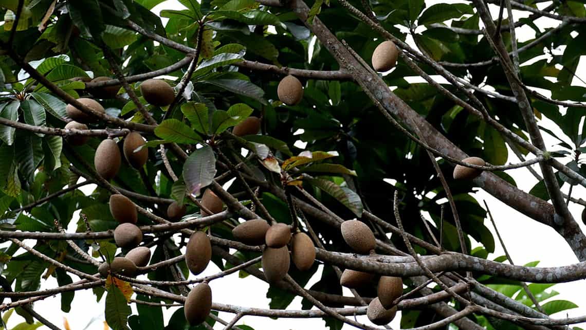Arbol del Mamey con abundantes frutos