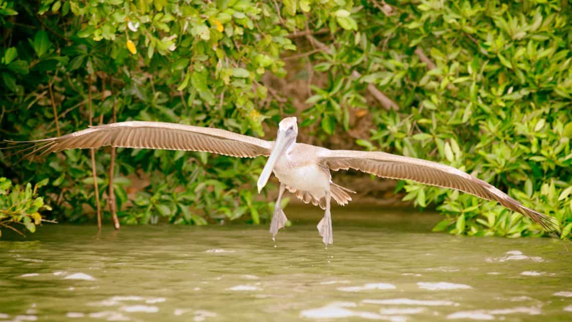 Aves en su habitat natural en la Peninsula de Guanahacabibes