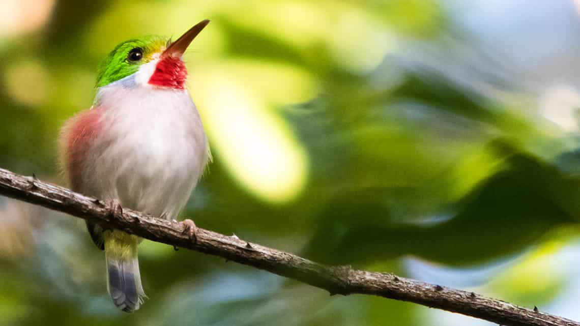 Cartacuba, ave endemica de Cuba