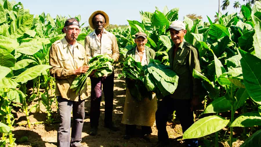 Campesinos de Vueltabajo en la cosecha del tabaco