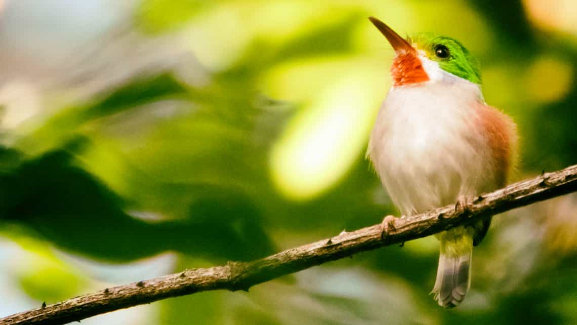 Cartacuba, una de las especies mas hermosas de la avifauna cubana
