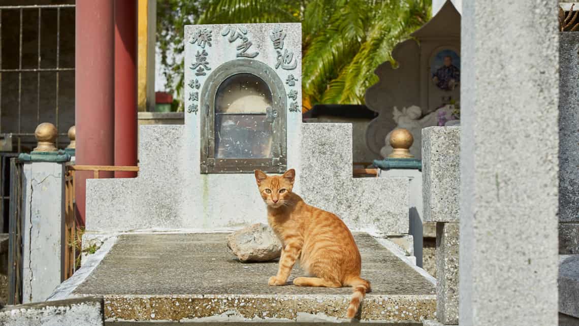 Un gato mira fijamente a la camara desde una tumba de el Cementerio Chino de La Habana
