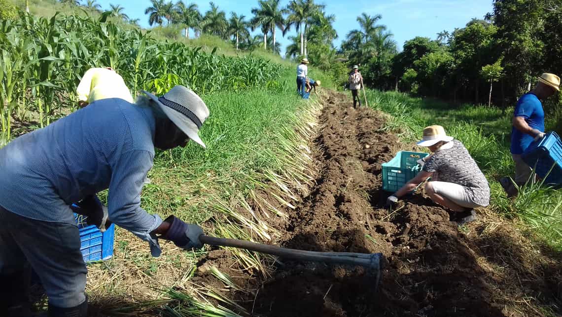 Un grupo de personas, entre ellos voluntarios, laboran la tierra en la finca Tungasuk