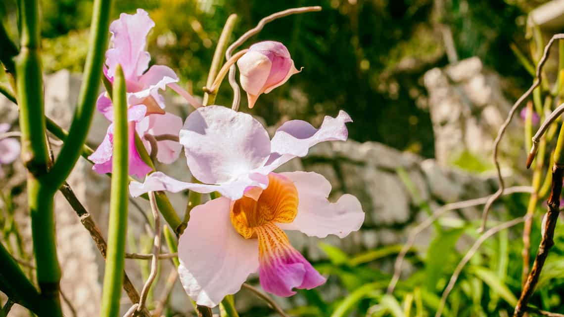 Flores de un ejemplar de orquidea