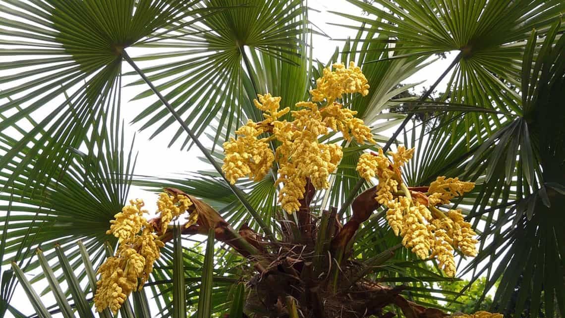 Detalle de una de las palmas del jardín botánico cienfueguero