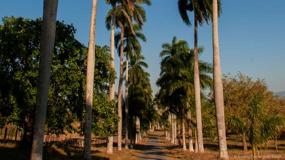 Avenida de las Palmas en el Jardín Botánico de Cienfuegos
