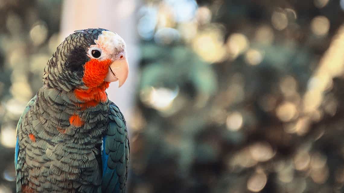 La Cotorra, una de las aves más llamativas de la Sierra del Escambray
