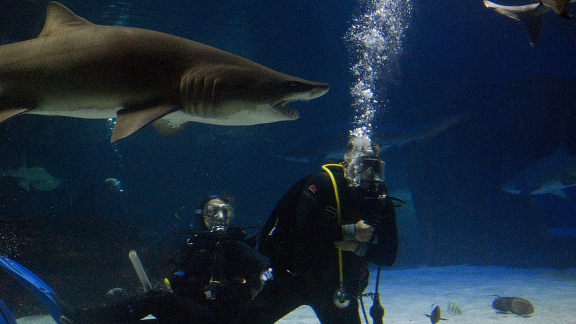 Buzos profesionales se aventuran a nadar en las proximidades de tiburones