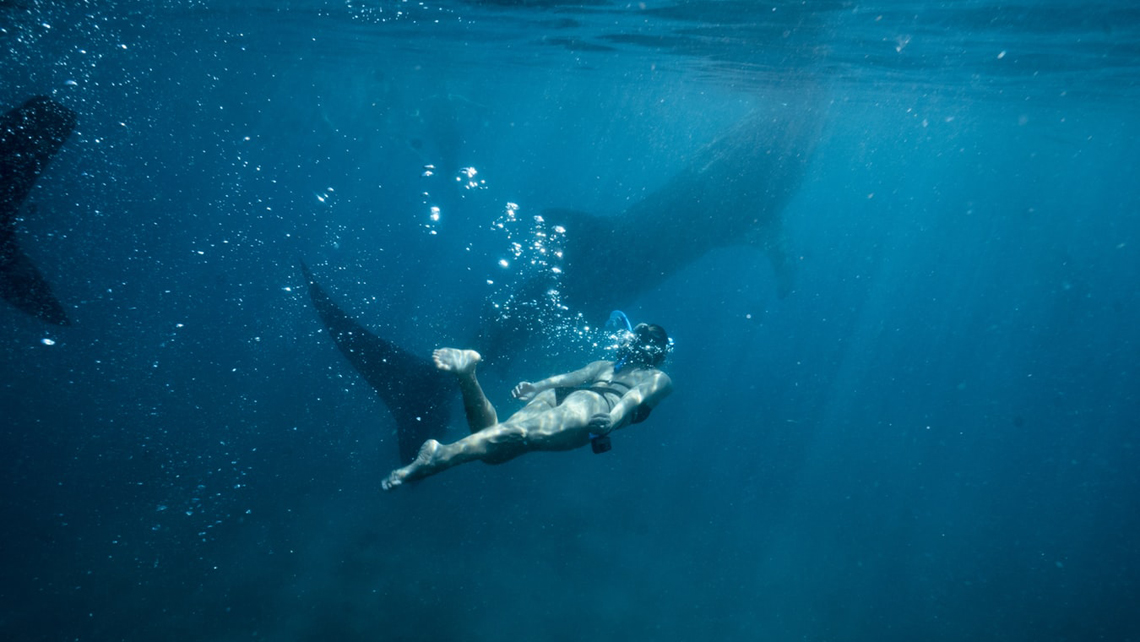 Chica nadando cerca de tiburones bajo la supervisión de instructores de buceo